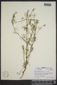 Cyclospermum leptophyllum image