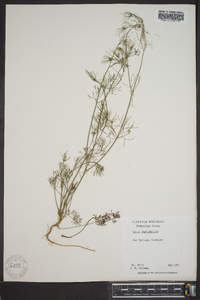 Cyclospermum leptophyllum image