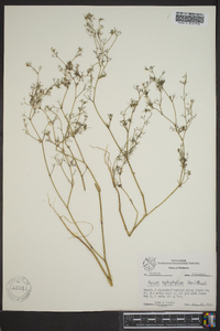 Cyclospermum leptophyllum image