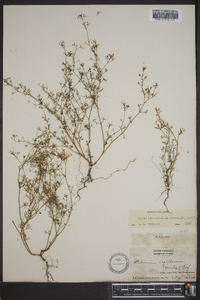 Cyclospermum leptophyllum image