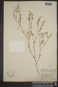 Cyclospermum leptophyllum image