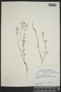 Cyclospermum leptophyllum image