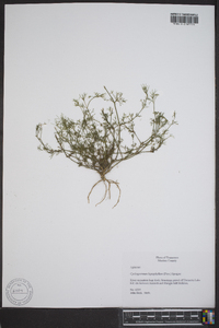 Cyclospermum leptophyllum image