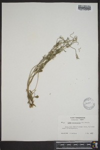 Cyclospermum leptophyllum image