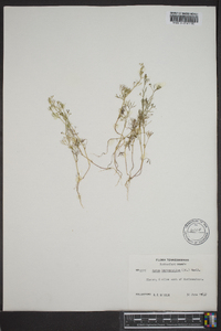 Cyclospermum leptophyllum image