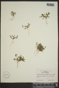 Ammoselinum butleri image