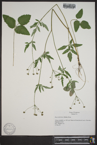 Zizia trifoliata image