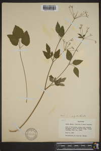 Zizia trifoliata image