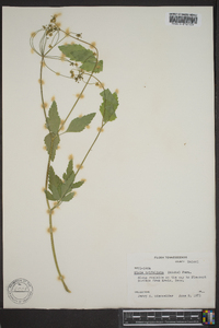 Zizia trifoliata image