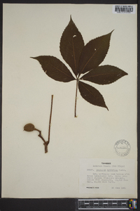 Aesculus sylvatica image