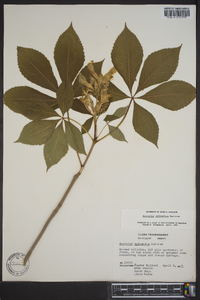 Aesculus sylvatica image