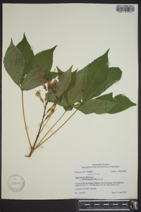 Aesculus sylvatica image