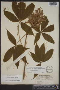 Aesculus sylvatica image