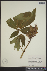 Aesculus sylvatica image