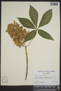 Aesculus sylvatica image