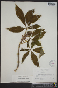 Aesculus sylvatica image