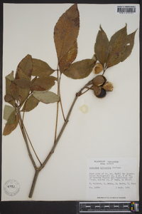 Aesculus sylvatica image