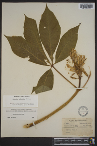 Aesculus sylvatica image