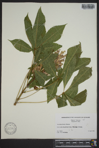 Aesculus sylvatica image