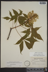 Aesculus sylvatica image