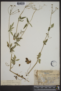 Zizia trifoliata image