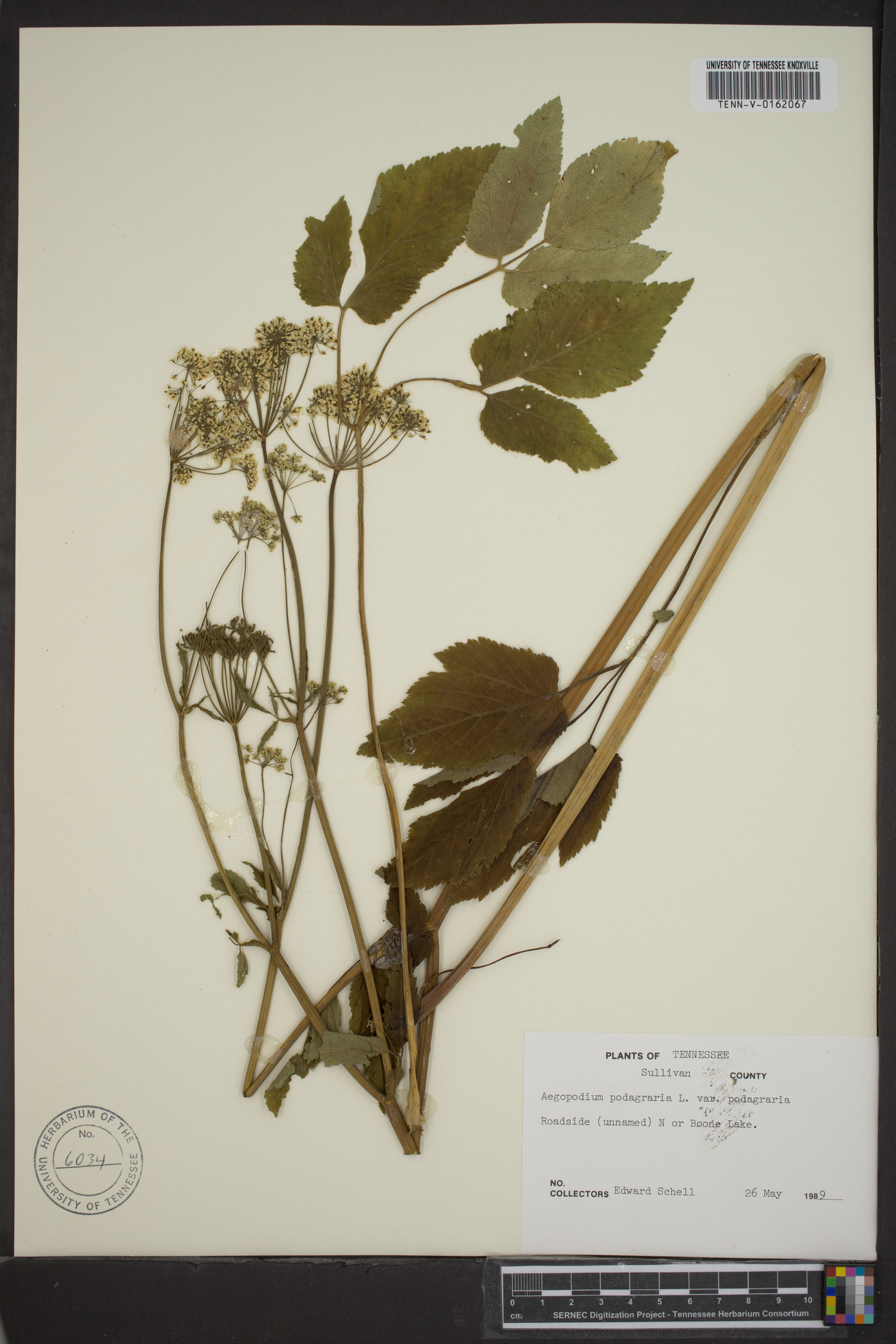 Aegopodium podagraria var. variegatum image