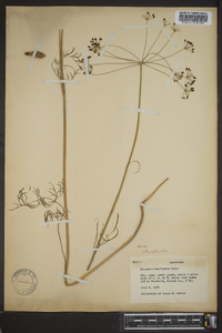Eulophus americanus image