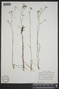 Harperella nodosa image