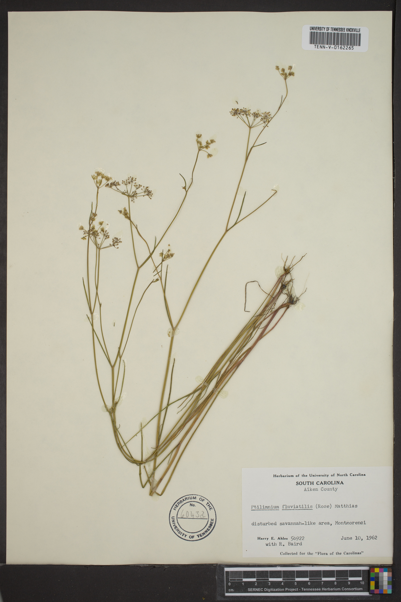 Harperella nodosa image