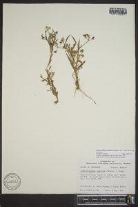 Limnosciadium pumilum image