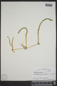 Lilaeopsis carolinensis image