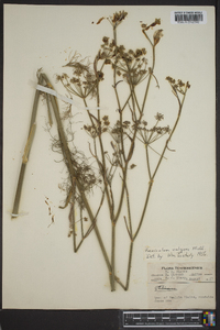 Foeniculum vulgare image