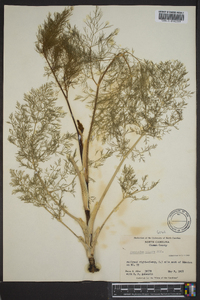 Foeniculum vulgare image