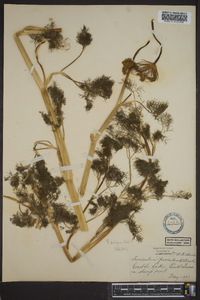 Foeniculum vulgare image