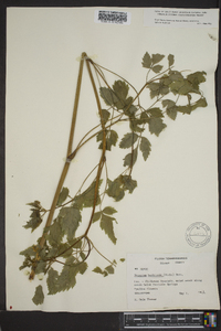 Thaspium barbinode image