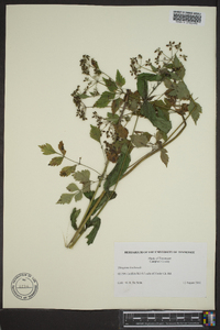 Thaspium barbinode image