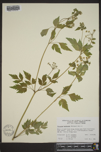 Thaspium barbinode image