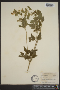 Thaspium barbinode image