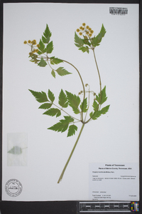 Thaspium barbinode image