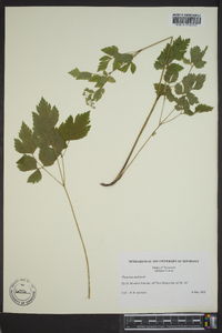 Thaspium barbinode image