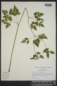 Thaspium barbinode image