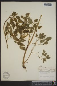 Thaspium barbinode image