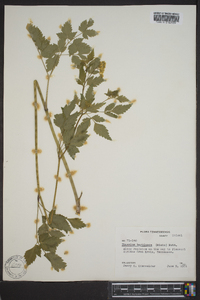 Thaspium barbinode image