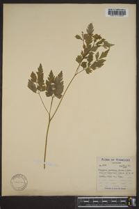 Thaspium barbinode image