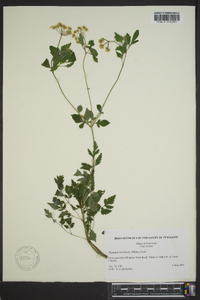 Thaspium barbinode image