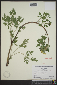 Thaspium chapmanii image