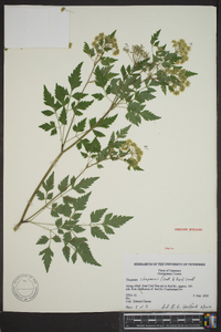 Thaspium chapmanii image