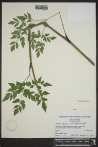 Thaspium chapmanii image