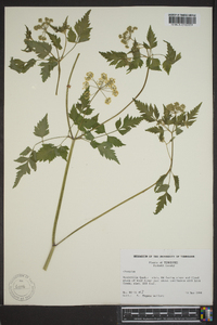 Thaspium chapmanii image