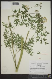 Thaspium pinnatifidum image